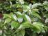 Ligustrum lucidum Ait Ligustrum lucidum Ait